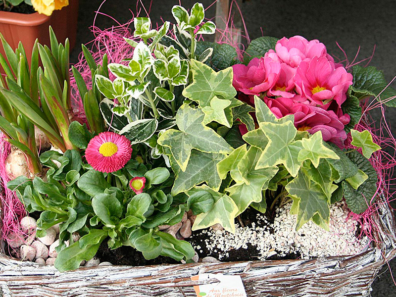 Aux fleurs de Montchoisi
