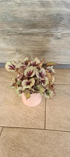 Bégonia avec pot