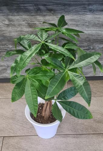 Le Pachira Aquatica avec cache pot blanc